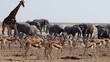 Wild animals congregate around a waterhole in Etosha National Park, Namibia, Africa.