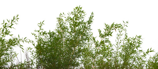 Wall Mural - Bamboo isolated on a white background