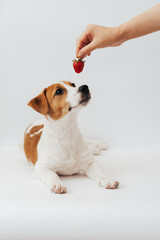 Wall Mural - Jack Russell Terrier puppy, six months old, looking  at the hand with strawberry in front of white background 