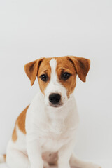 Wall Mural - Jack Russell Terrier puppy, six months old, sitting in front of white background 