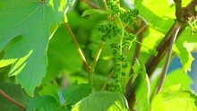 Unripe Bunch Of Grapes. Green Young Sprout Of Grapes Slowly Sways In The Wind On Blue Sky Background. Ripening Small Branch Of Grapes, Young Inflorescence. Newly Formed Bunches Of Baby Grapes 