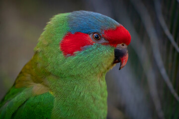 Wall Mural - Closeup Portrait of a Musk Lorikeet Head with Selective Focus