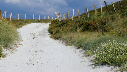 Wall Mural - sand dunes and grass