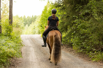 Icelandic horse with female rider on saddle. Rider wearing helmet.