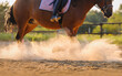 Legs of a horse in sports bandages. A horse with a rider raises clouds of dust during training