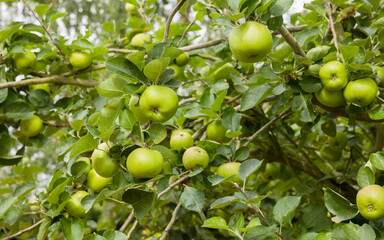 Bramley cooking apples growing in a tree, UK garden