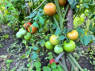 Wall Mural - Red, yellow, green tomatoes ripened in the garden in the village. Tying up tomato bushes. Homemade natural tomatoes.