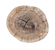 Top View Of A Tree Stump