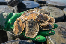 Processing Oysters, Mook Sea Farm, Walpole, Maine