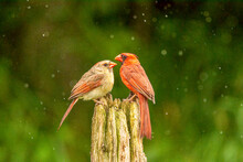 Cardinal Mates Together