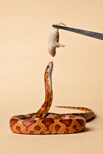 Corn Snake Being Fed A Mouse