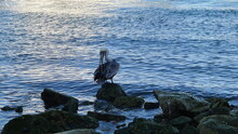 Pelican On The Rock