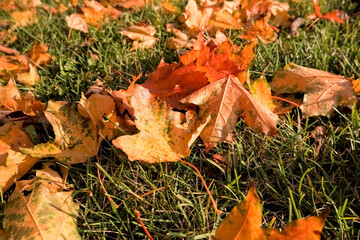 Wall Mural - yellow, orange and red september autumn leaves on ground in beautiful fall park. fallen golden autum