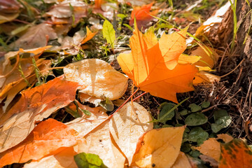 Wall Mural - yellow, orange and red september autumn leaves on ground in beautiful fall park. fallen golden autum
