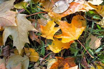 Wall Mural - yellow, orange and red september autumn leaves on ground in beautiful fall park. fallen golden autum