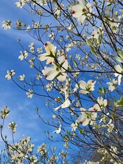 Wall Mural - dogwood tree blossoming