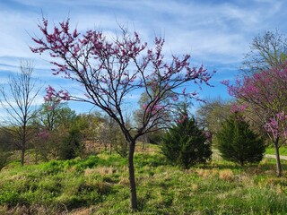 Wall Mural - purple redbud tree in garden