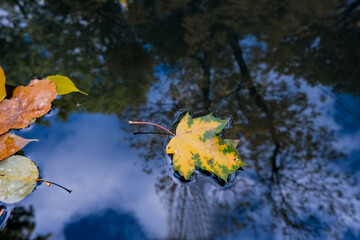 Wall Mural - colourful fall leaves in pond lake water, floating autumn leaf. fall season leaves in rain puddle. s