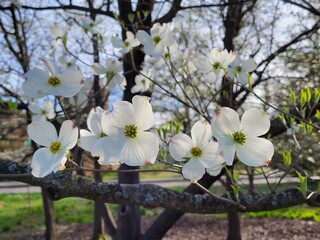 Wall Mural - dogwood tree blossoming