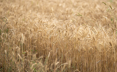 Ripe wheat in the field, background