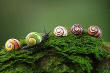 Cuban Snail (Polymita Picta) World Most Beautiful Land Snails From Cuba , Its Known As "Painted Snails", Rare, Endangered And Protected. Colorful Snails, Selective Focus, Copy Space