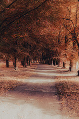 Wall Mural - view of an avenue of trees in early autumn