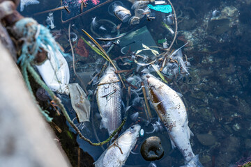 dead fish floating on Sea water pollution with plastic waste