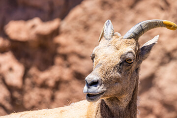 Photograph of a ram