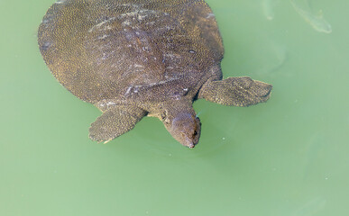 Sticker - Sea turtle swims in the water.