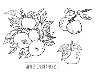 apple vector drawing. hand drawn tree branch with fruit and leaves. summer food engraved style illus
