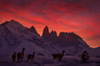 Patagonia wildlife. Guanaco in Chile, Torres del Paine NP in Patagonie. Winter with snow in South America. Lama guanaco, Lama guanicoe, nature habitat, rock hills in the moutains. Sunset with wild.