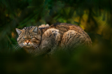 Wall Mural - wild cat, felis silvestris, animal in the nature tree forest habitat, hidden in the tree vegetations