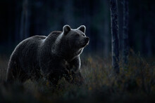Wildlife In Night. Brown Bear Walking In Dark Night Forest. Dangerous Animal In Nature Taiga And Meadow Habitat.