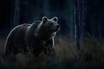 Wildlife in night. Brown bear walking in dark night forest. Dangerous animal in nature taiga and meadow habitat.