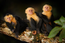 Wild White-headed Capuchin, Cebus Capucinus, Black Monkeys Sitting On The Tree Branch In The Dark Tropical Forest, Animals In The Nature Habitat, Wildlife Of Costa Rica. Monkey Cleaning Fur Coat.