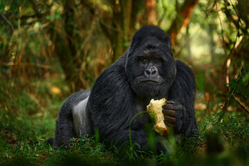 uganda mountain gorilla with food. detail head primate portrait with beautiful eyes. wildlife scene 