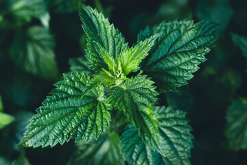 Common nettle bush outdoors. Urtica dioica. Stinging nettles plant. Herbal medicine concept. Green foliage background. Dark leaves pattern at night. Top view. Botanical greenery close-up.