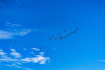 Flock of birds flying across blue sky