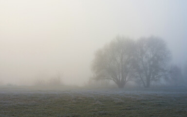 Morning autumn landscape. Fog over the frost-covered plain. Two trees in the fog.