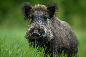 Wild boar portrait at summer scenery