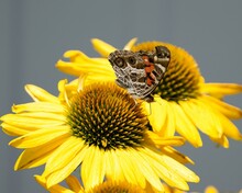 Closeup Of A Lovely American Lady Butterfly On A Bright Yellow Coneflower