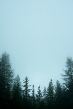 Vertical Shot Of Trees Against The Sky On A Foggy Day