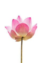 Wall Mural - pink lotus  blossom isolated on png or transparent background
