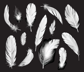 Poster - Realistic Pure Feathers Set