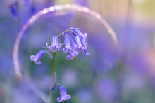 Wild Bluebells Close Up, Blooming In A Spring Forest,  Sunset. Hallerbos, Belgium.