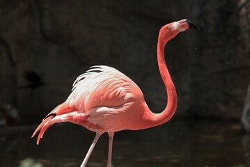 Sticker - Beautiful shot of a flamingo in a zoo under the sunlight