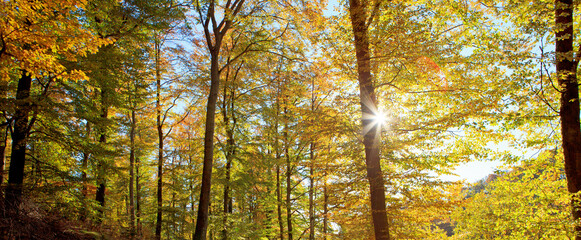 Wall Mural - sunlight in autumn forest with beech trees and blue sky.