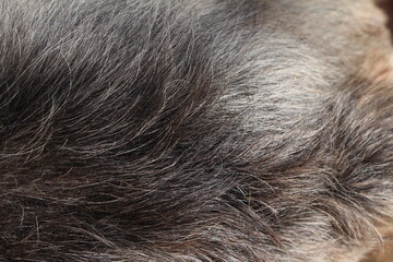 close up on gray dog hair