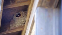 A Barn Swallow Mates Feed Their Young In A Mud Nest Built Under The Rafters Of Cabin Or Shed