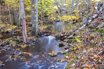 Canvas Print - Stream in a ravine in the forest with autumn colors